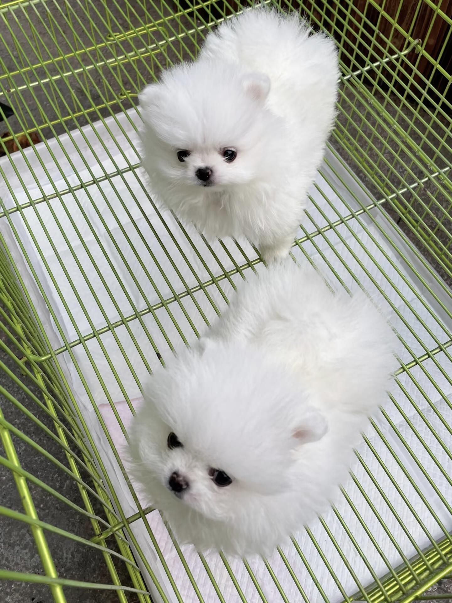 博美幼犬